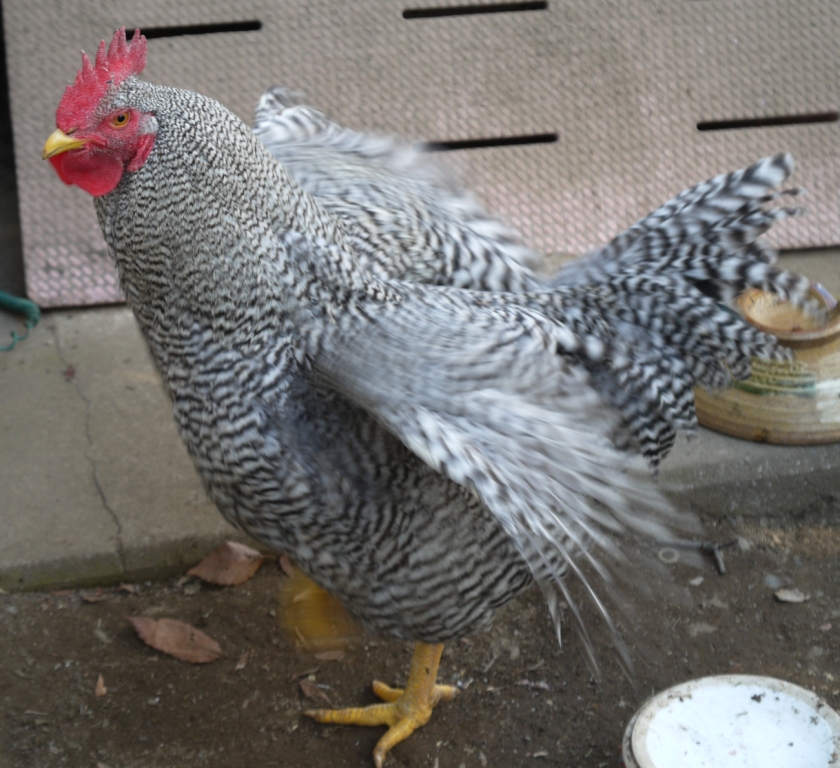 冬の鶏の様子 薩摩鶏 比内鶏 横斑プリマスロック 武州農事