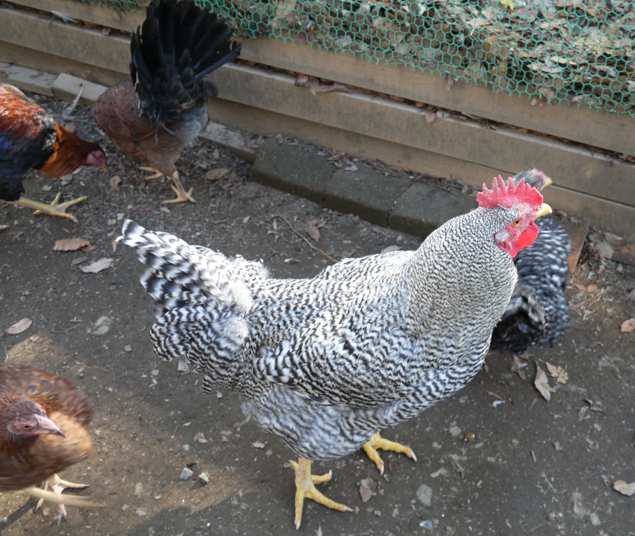 冬の鶏の様子 薩摩鶏 比内鶏 横斑プリマスロック 武州農事